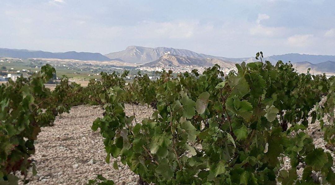 Viñedos de Jumilla