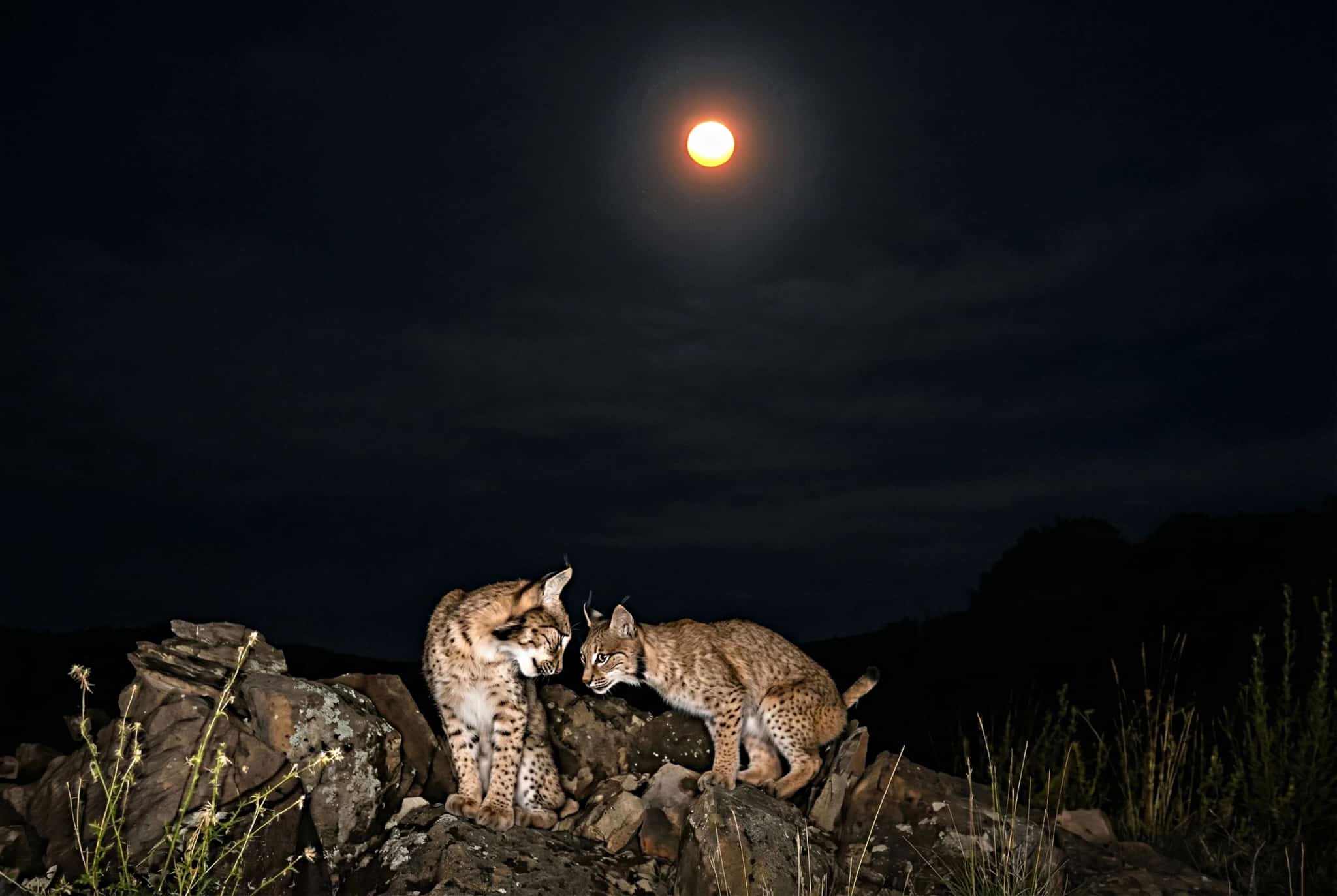 Pareja de linces, de noche