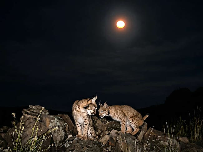 Pareja de linces, de noche