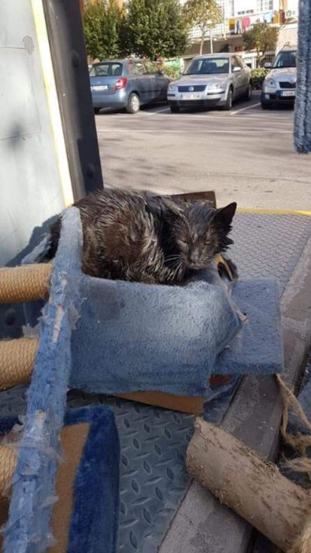 El gato, rociado con gasolina en su cama