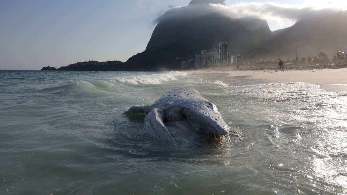 Fake News | Bulos sobre desastres naturales