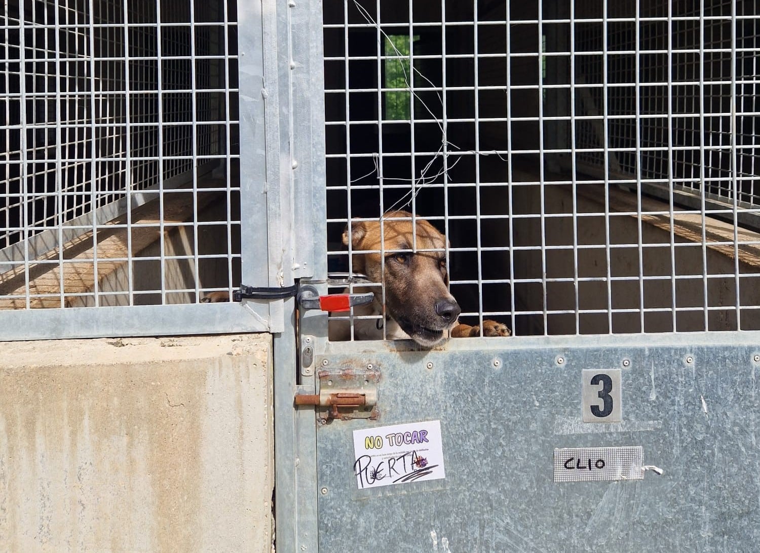 IU Palencia pide al equipo de Gobierno cumplir con el acuerdo de presupuestos y aumentar la financiación de la protectora