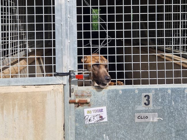 IU Palencia pide al equipo de Gobierno cumplir con el acuerdo de presupuestos y aumentar la financiación de la protectora