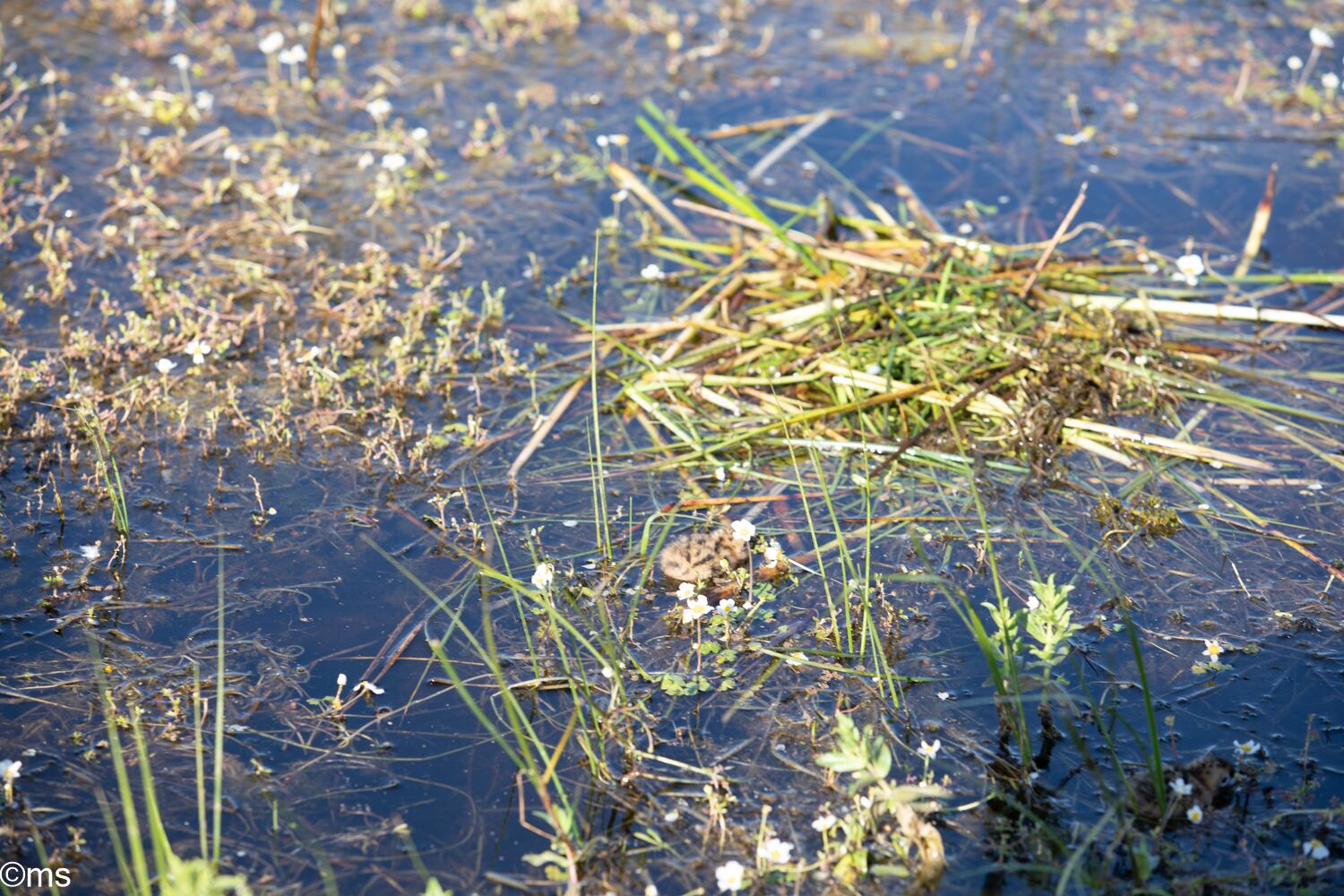 Espacio Natural de Doñana (mayo de 2025)