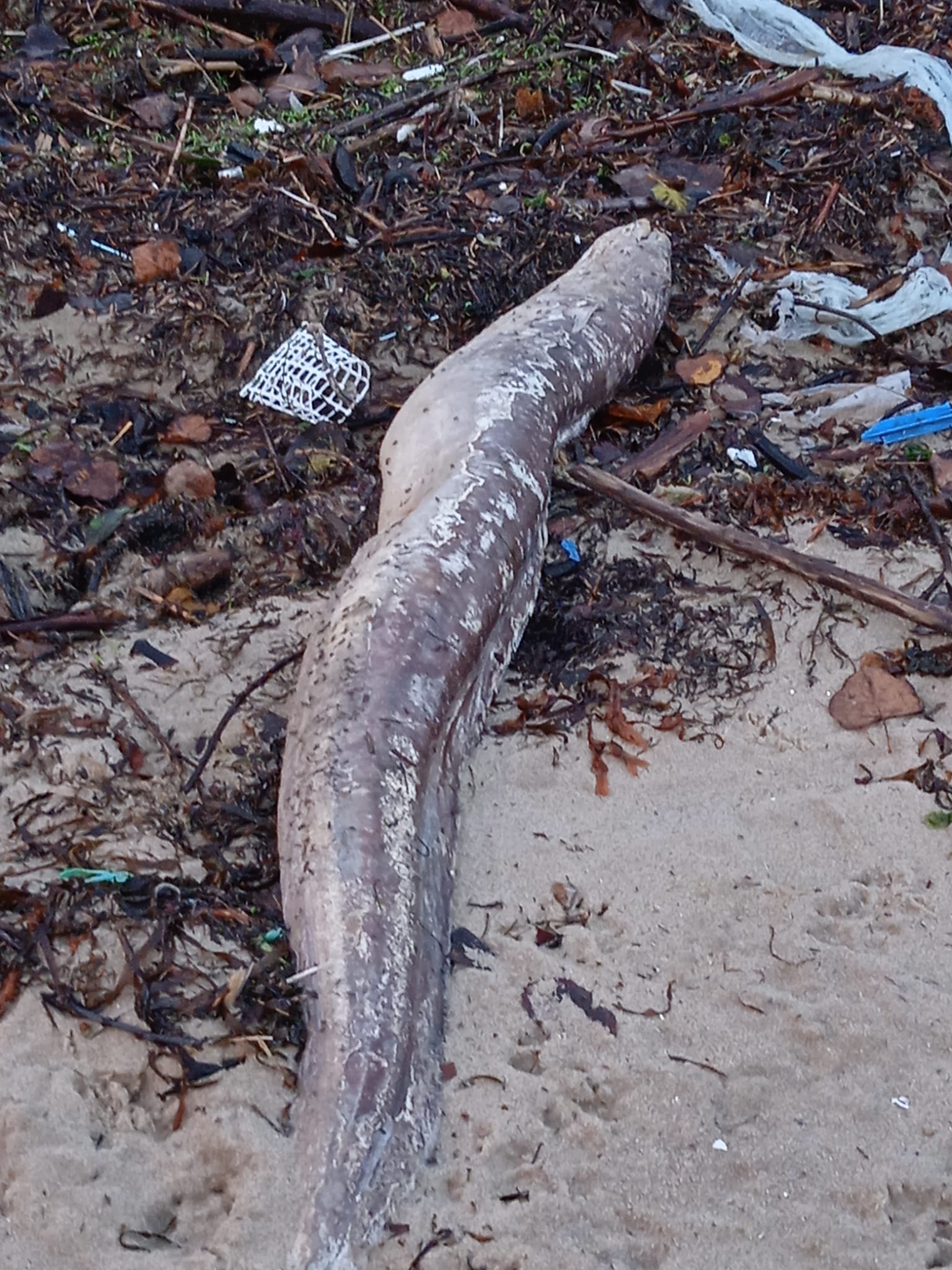 Uno de los congrios que ha aparecido en la playa de Cesantes