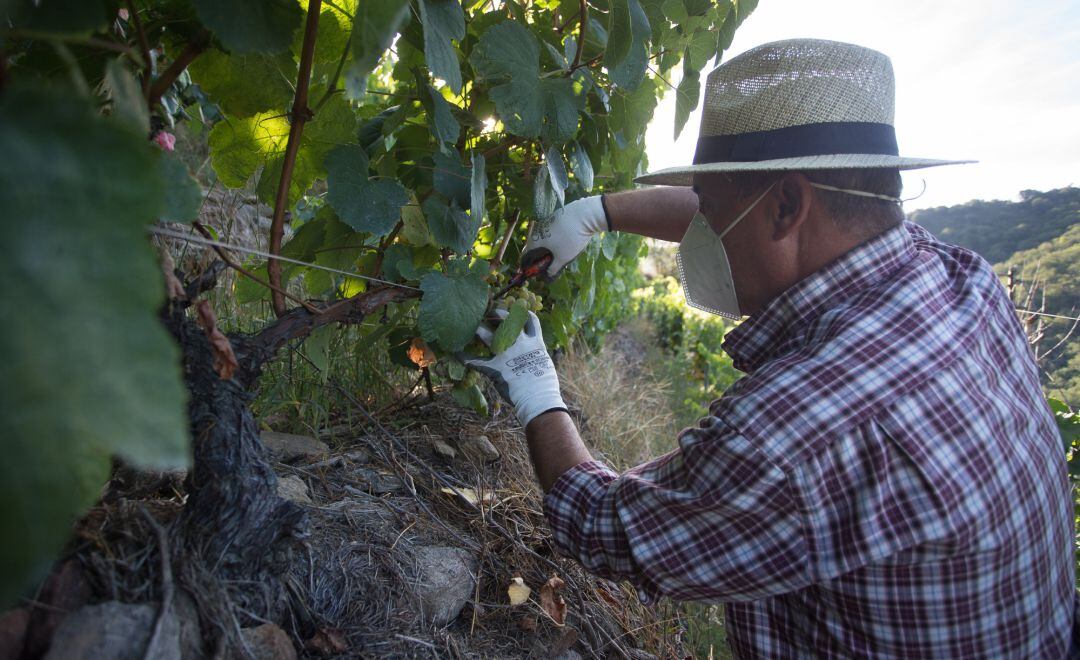 Un vendimiador corta racimos de uvas en el viñedo.