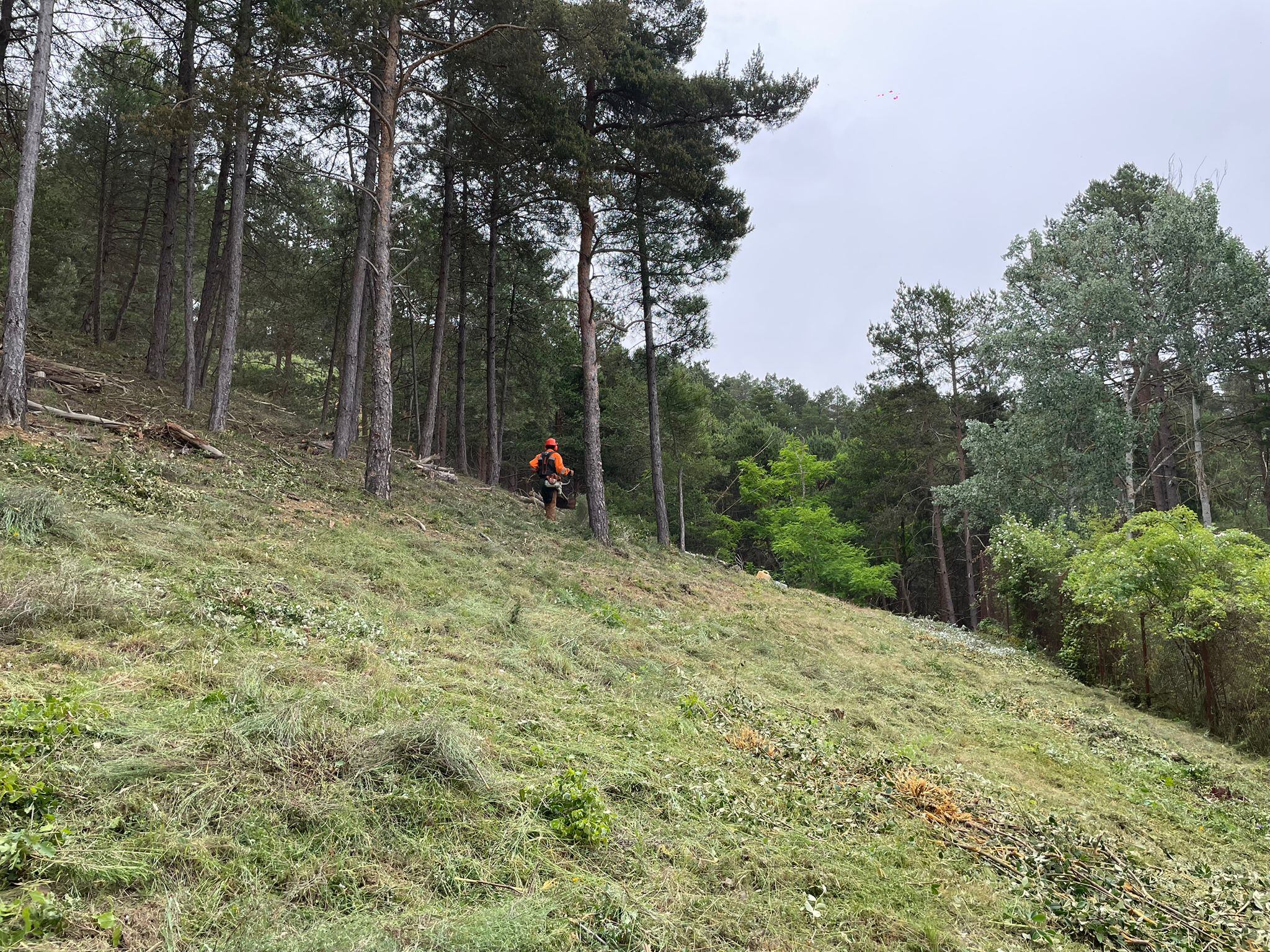 Recuperación del monte de Saldaña