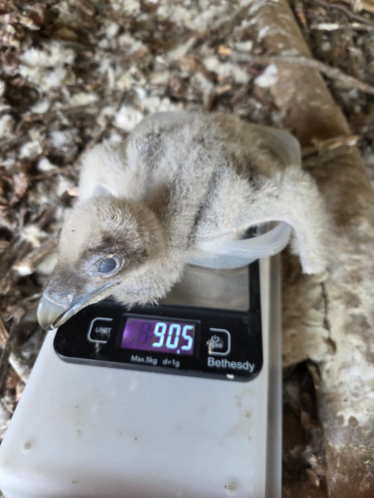 Pollo de quebrantahuesos