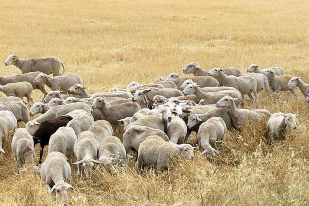 Al ovejas supuestamente robadas, habían fallecido en la finca.