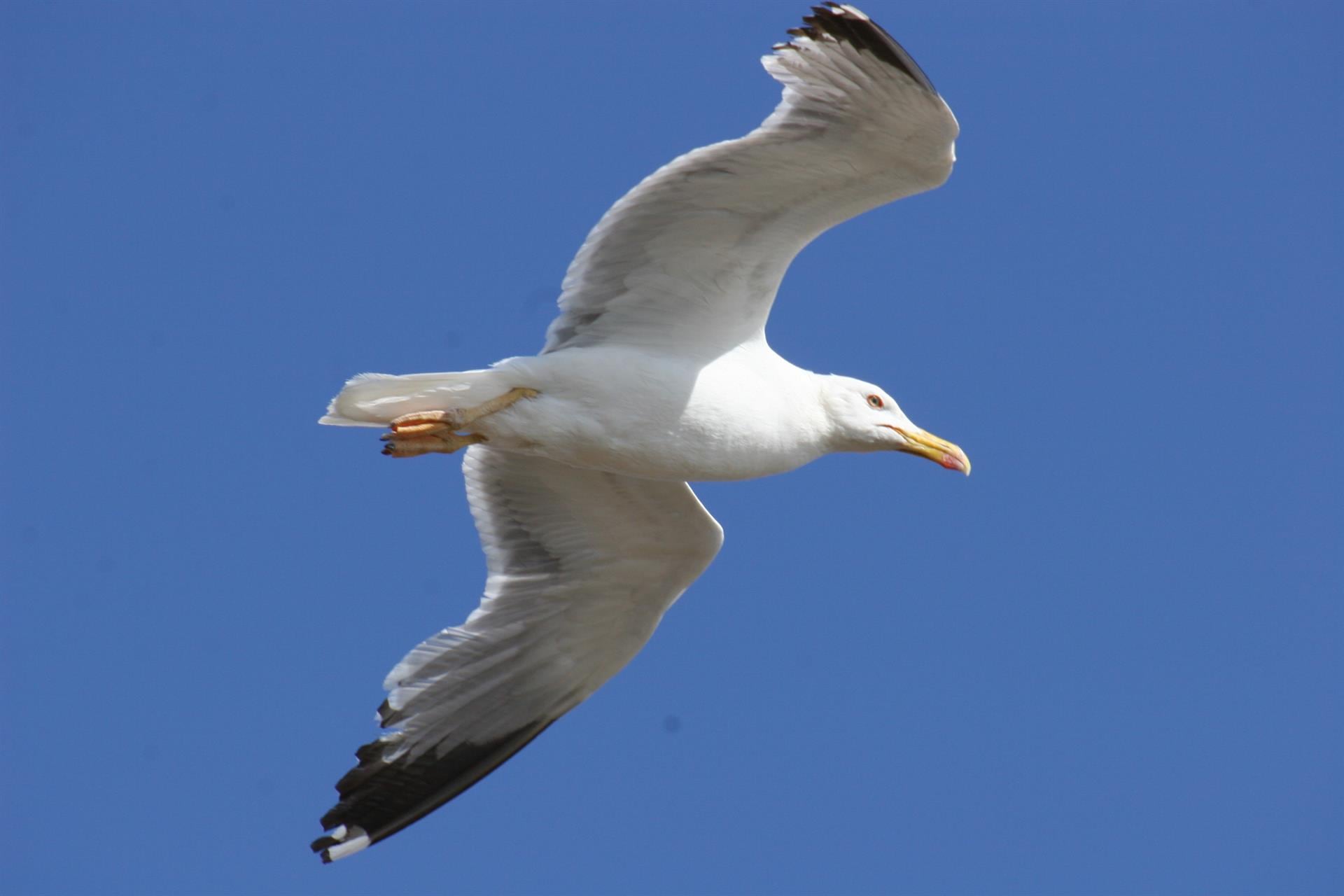 Vuelo de una gaviota patiamarilla