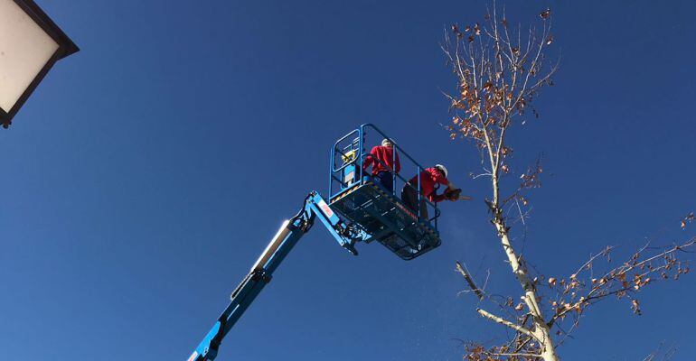 Ya se han realizado trabajos de poda en varios espacios