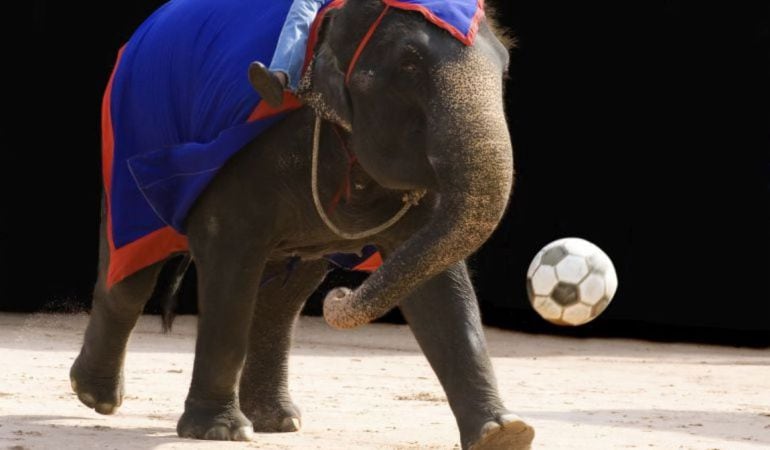 Valdemoro no acogerá circos con animales