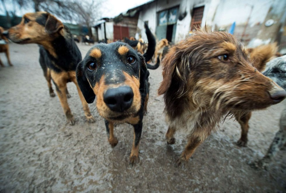 Perros callejeros que el Senado de Chile aprueba aniquilar porque suponen un peligro para los ganaderos y los vecinos. Se les considerará especies invasoras.