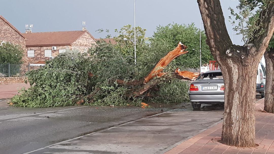 Caída de un árbol por la tormenta en Alcázar de San Juan