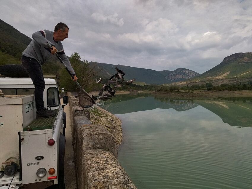 La repoblación de Arguis se realizaba este pasado martes