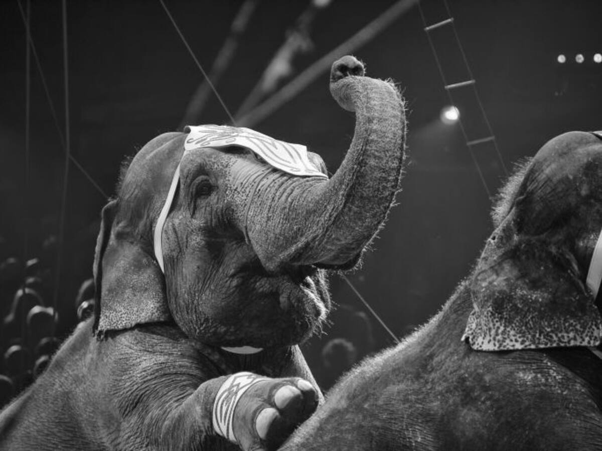 Ganemos lamenta que se permita un circo con fieras en fiestas y el PP recuerda que la prohibición es a partir de 2017