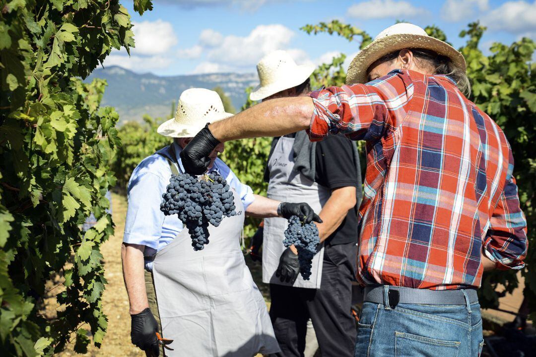 Escasa acogida del Plan de ayudas en el Bierzo