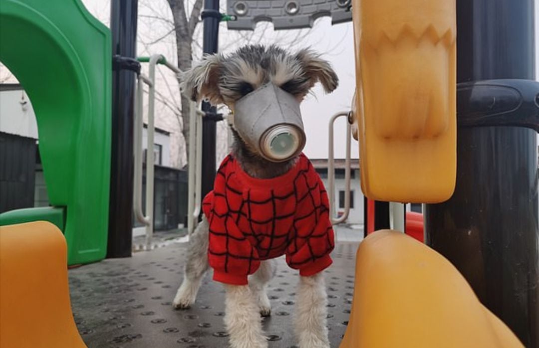 Un perro porta una mascarilla ante el aumento de la creencia de la transmisión de coronavirus entre mascotas.