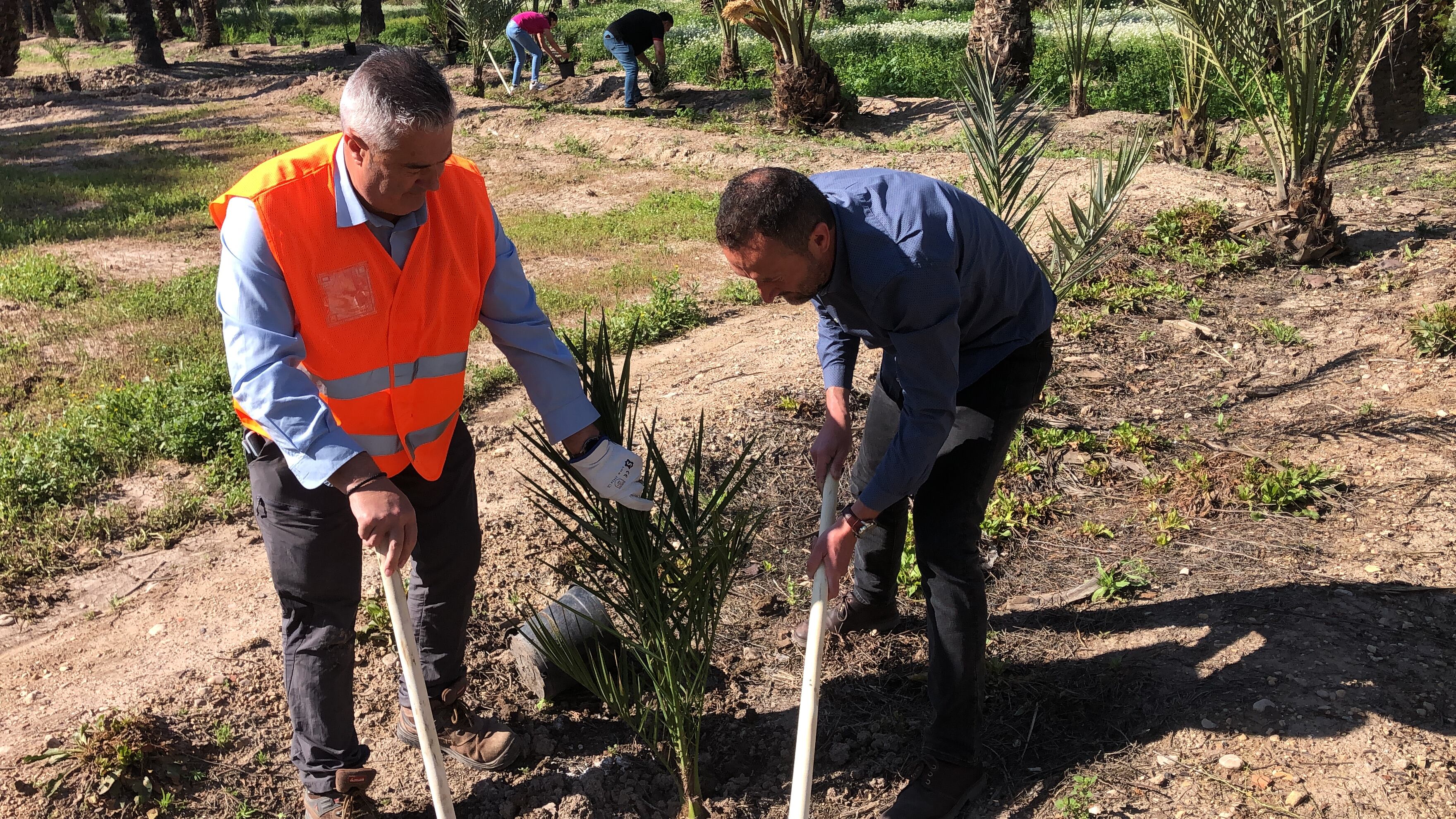 El alcalde plantando una palmera