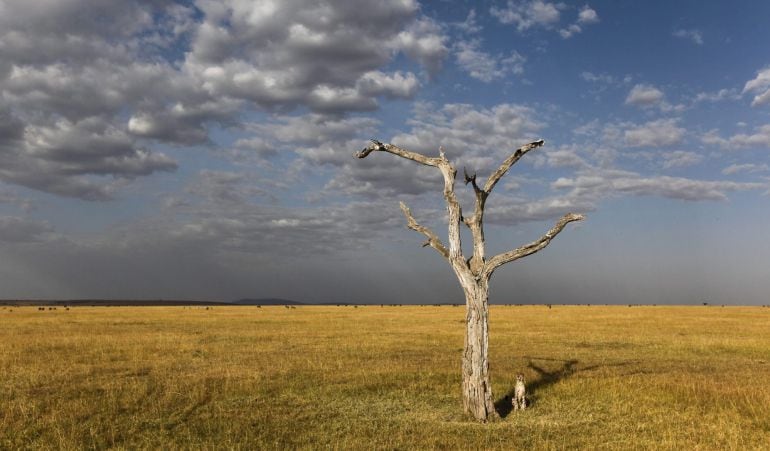 Un guepardo junto a un árbol en la Reserva Natural del Masái Mara, en Kenia.