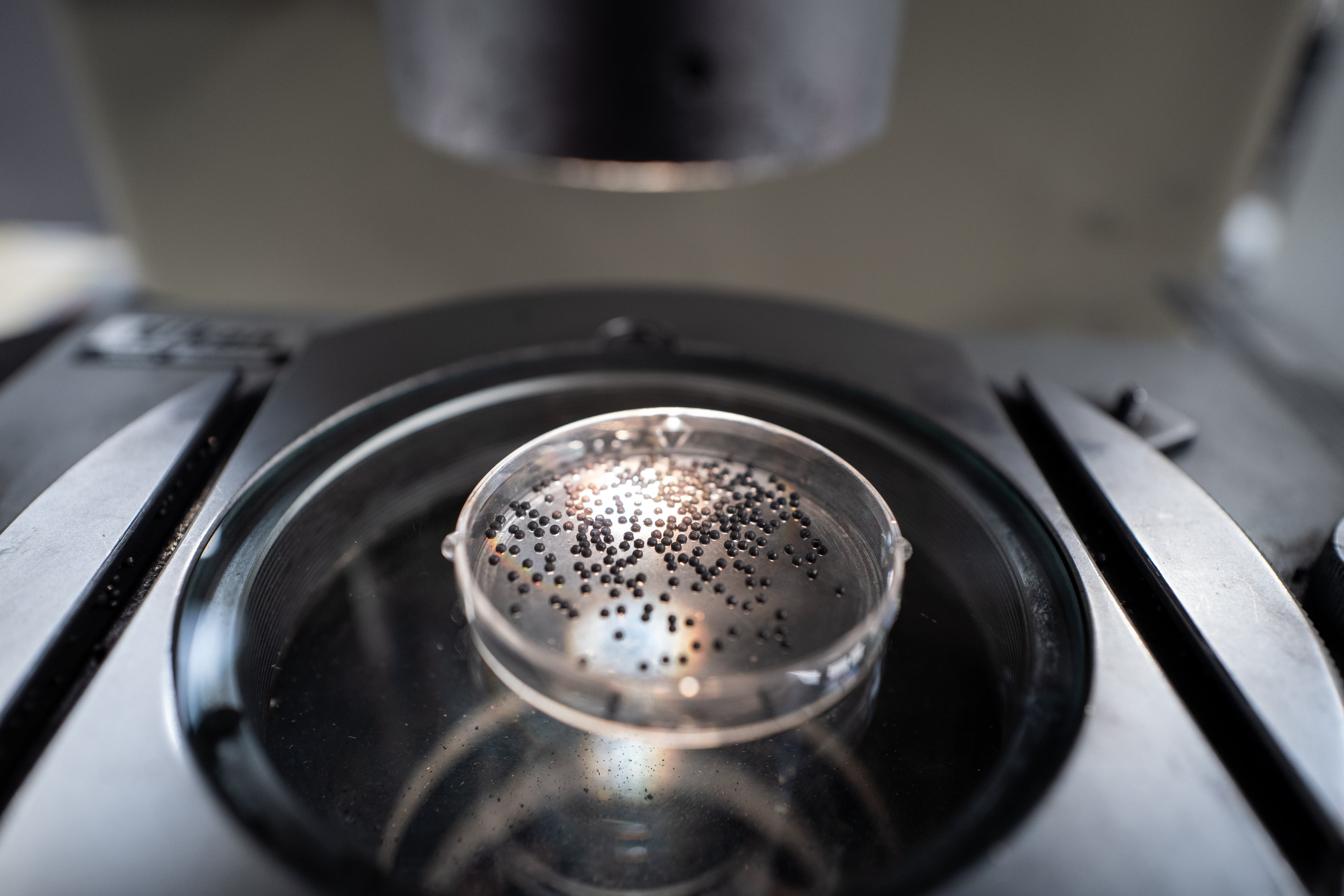 Quelques une des futurs billes de crayons de l&#039;usine Bic de Marne la Vallée sont contrôlé au microscope après leur passage en presse.