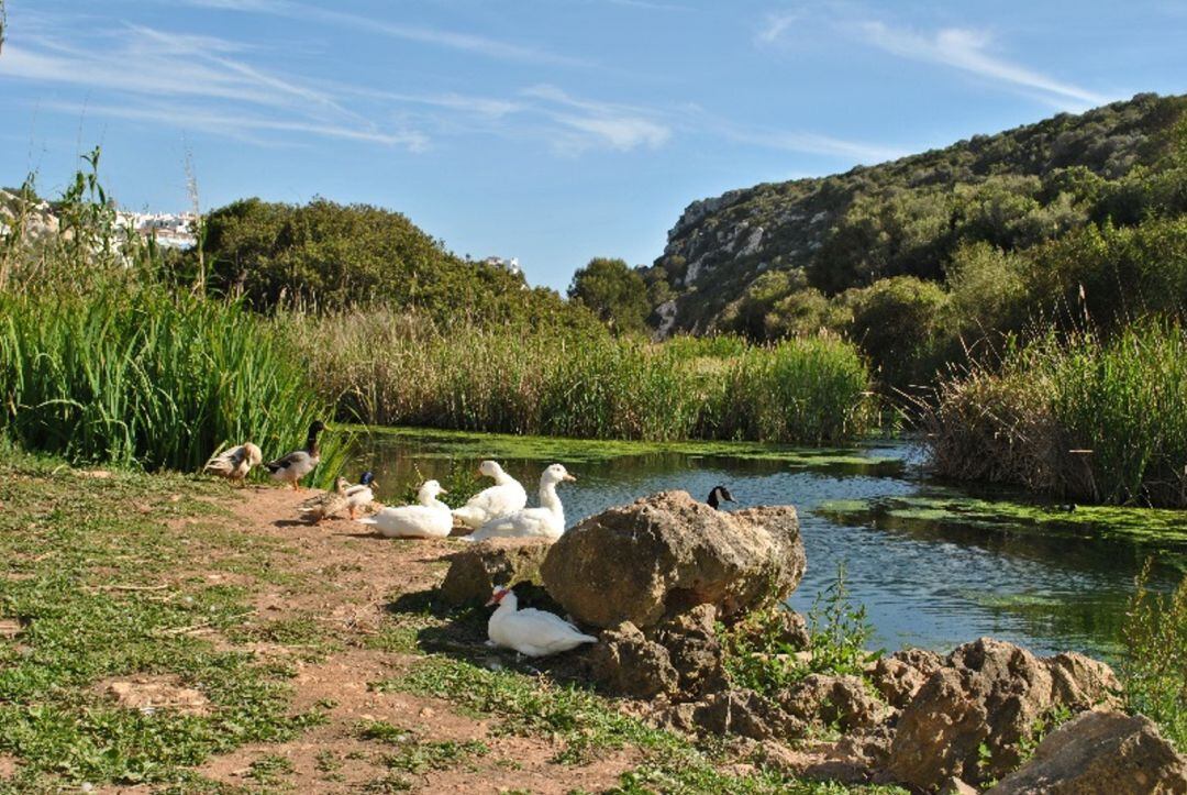 Menorca realiza acciones de protección de la biodiversidad con éxito.