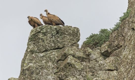 Buitres en Monfragüe