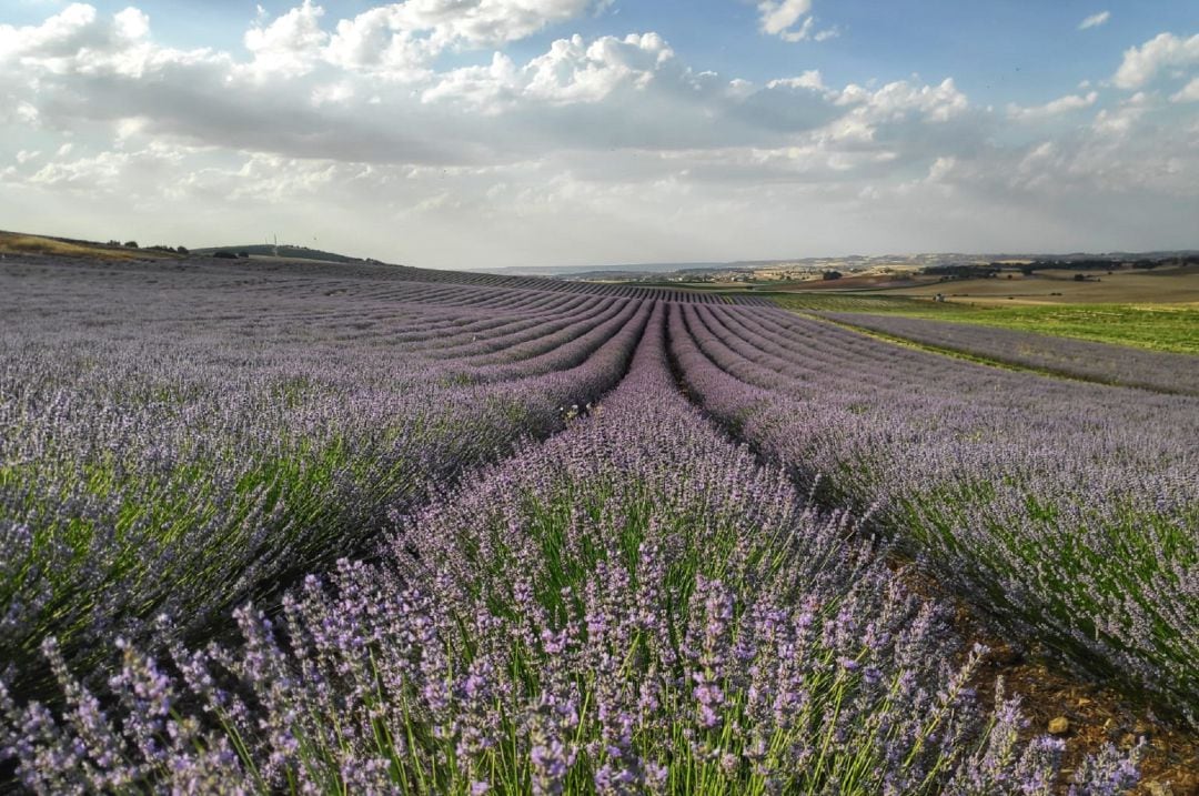 En los últimos años ha aumentado el cultivo de lavanda y lavandín en Cuenca.