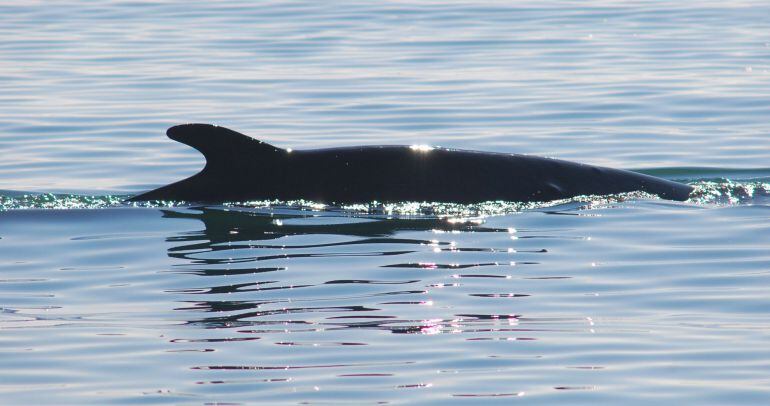 Una instantània del llom de l'exemplar de balena rorqual que va aparèixer allitoral barceloní, l'11 de novembre