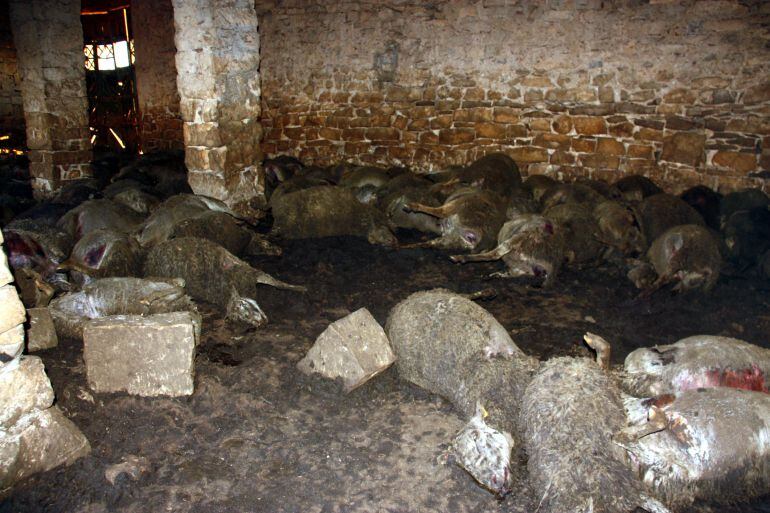 Imatge de les ovelles mortes per l&#039;atac de gossos salvatges en un corral de Seròs