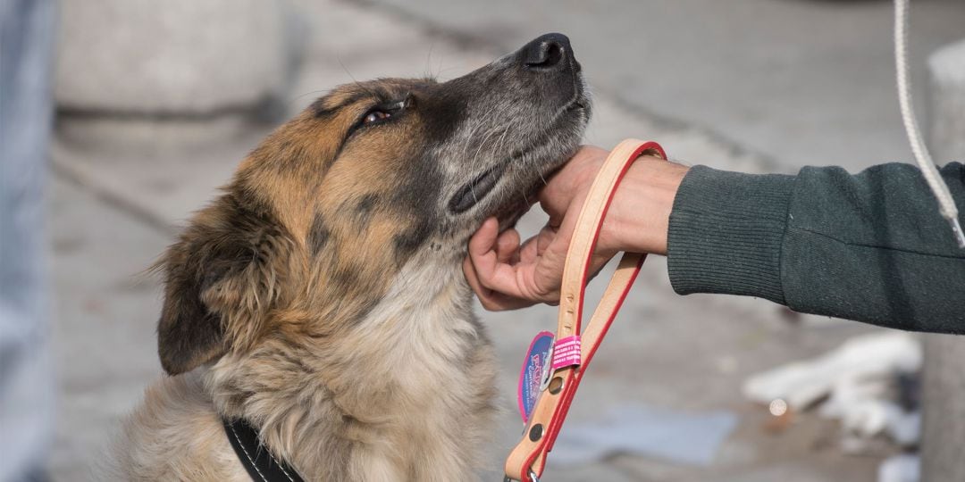 Nueva Ley de Protección Animal de Cantabria