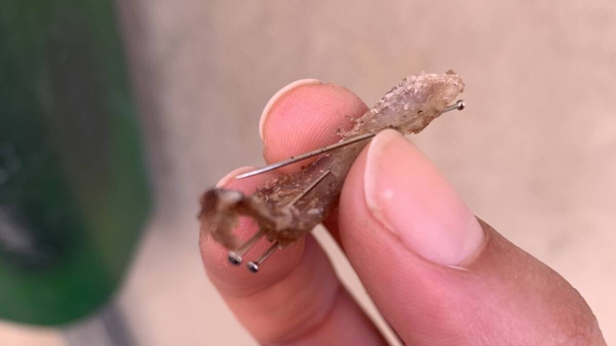 Aparece alimento con alfileres en una calle de Sabiñánigo