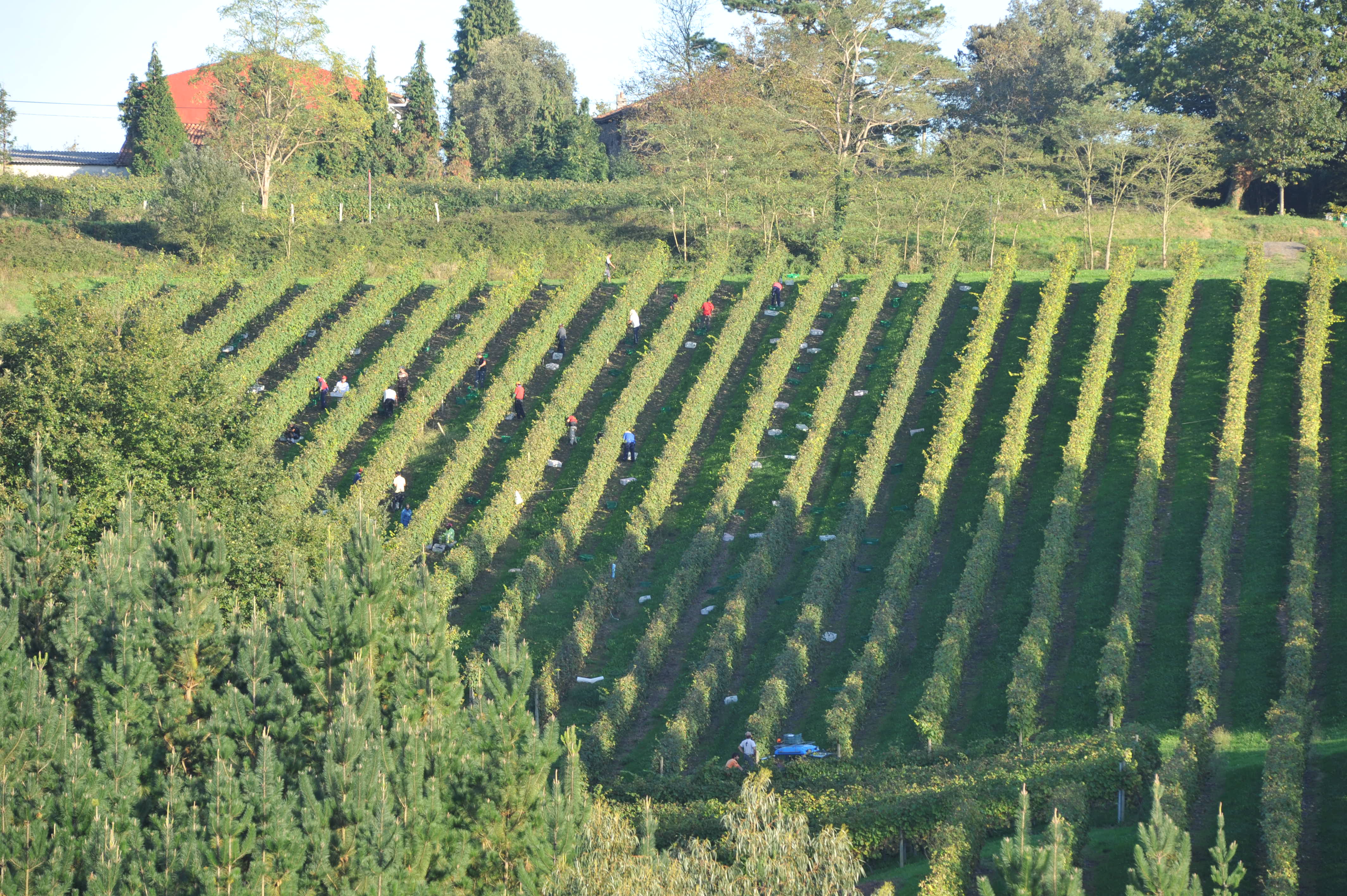 Vendimia en Bodegas Itsasmendi