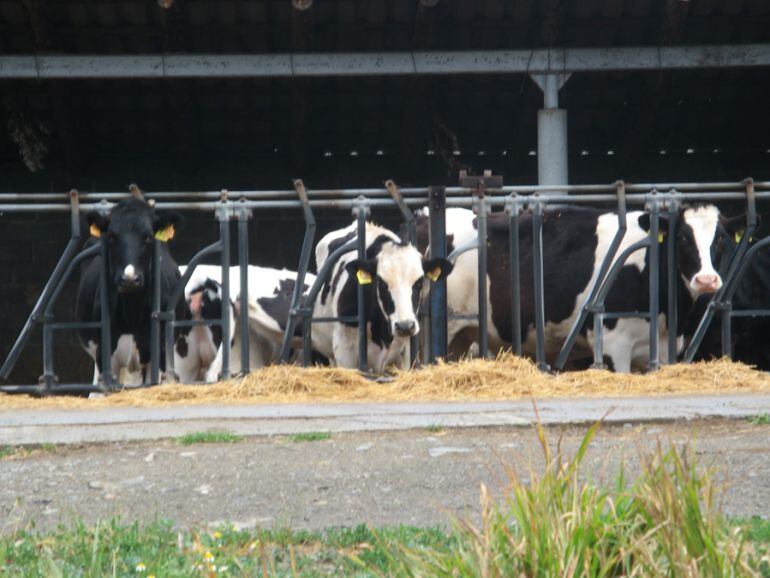 Una explotació lletera