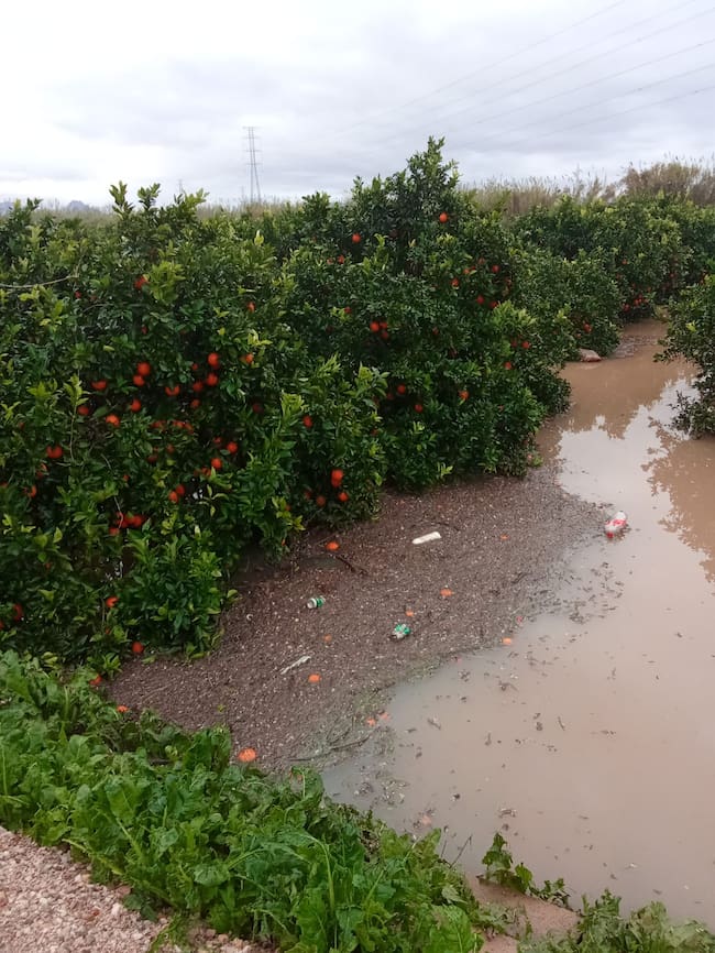 Daños en los campos de la Comunitat Valenciana por el último temporal de lluvias