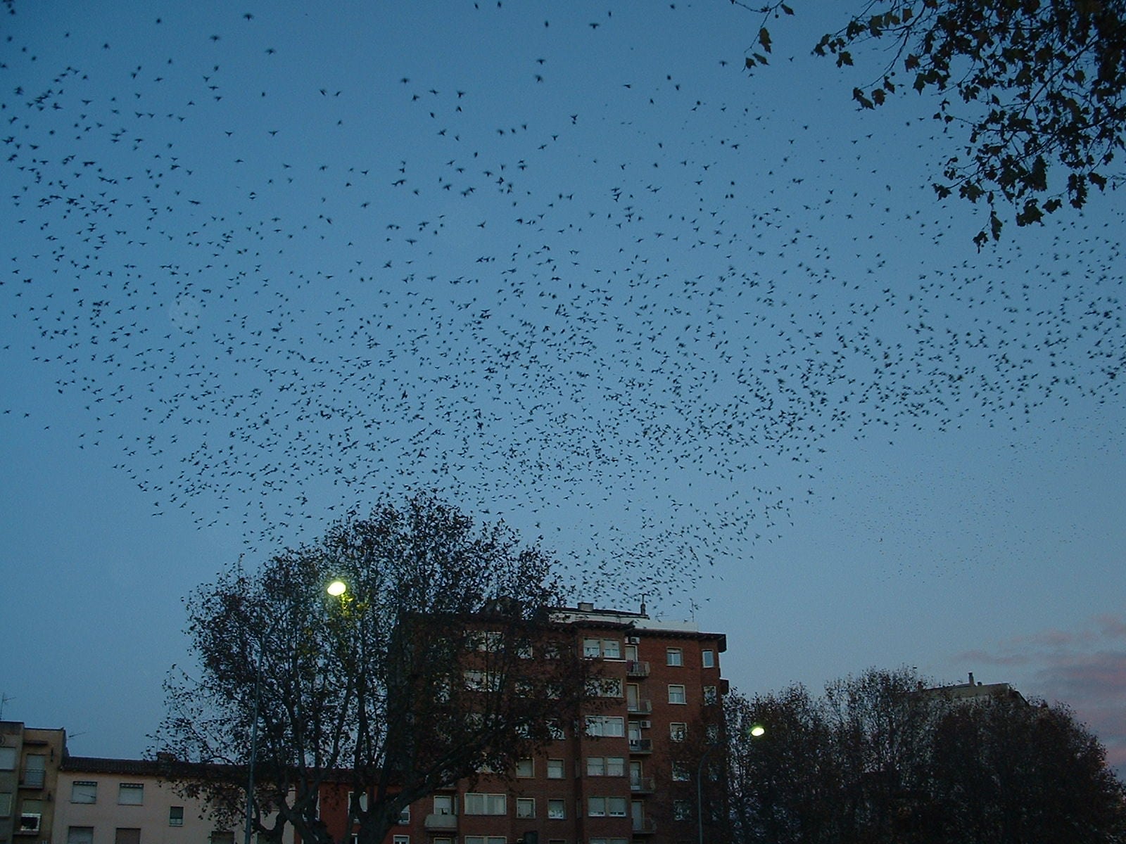 Bandada de estorninos