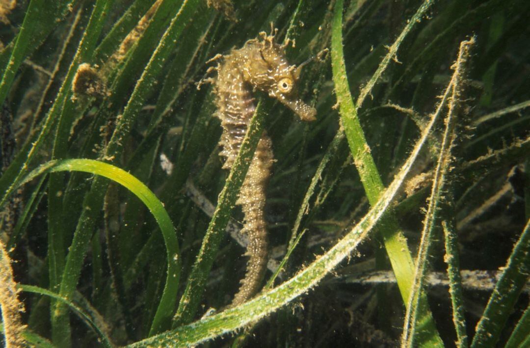 Un caballito de mar protegido por una pradera marina