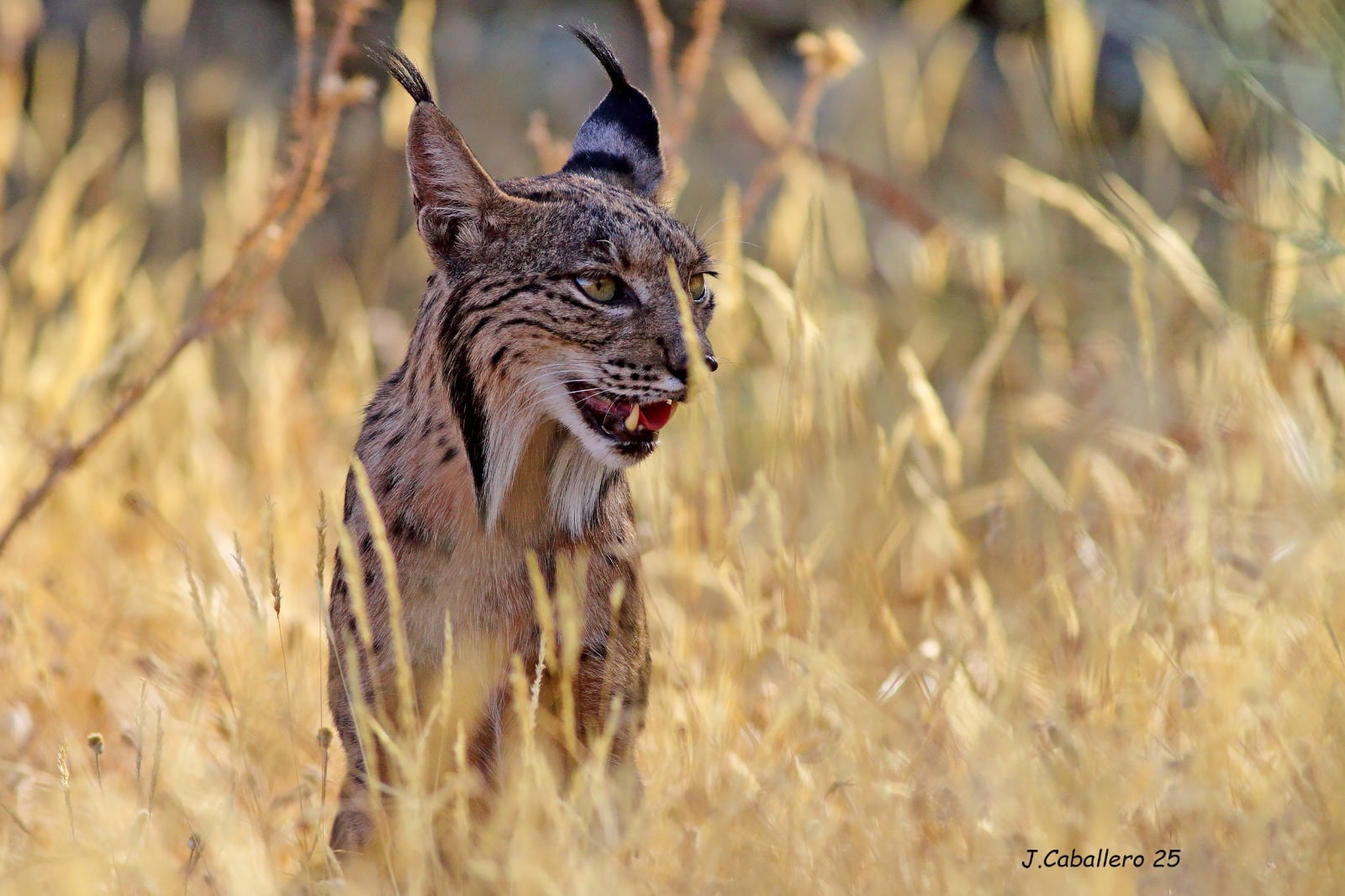 Lince Ibérico.