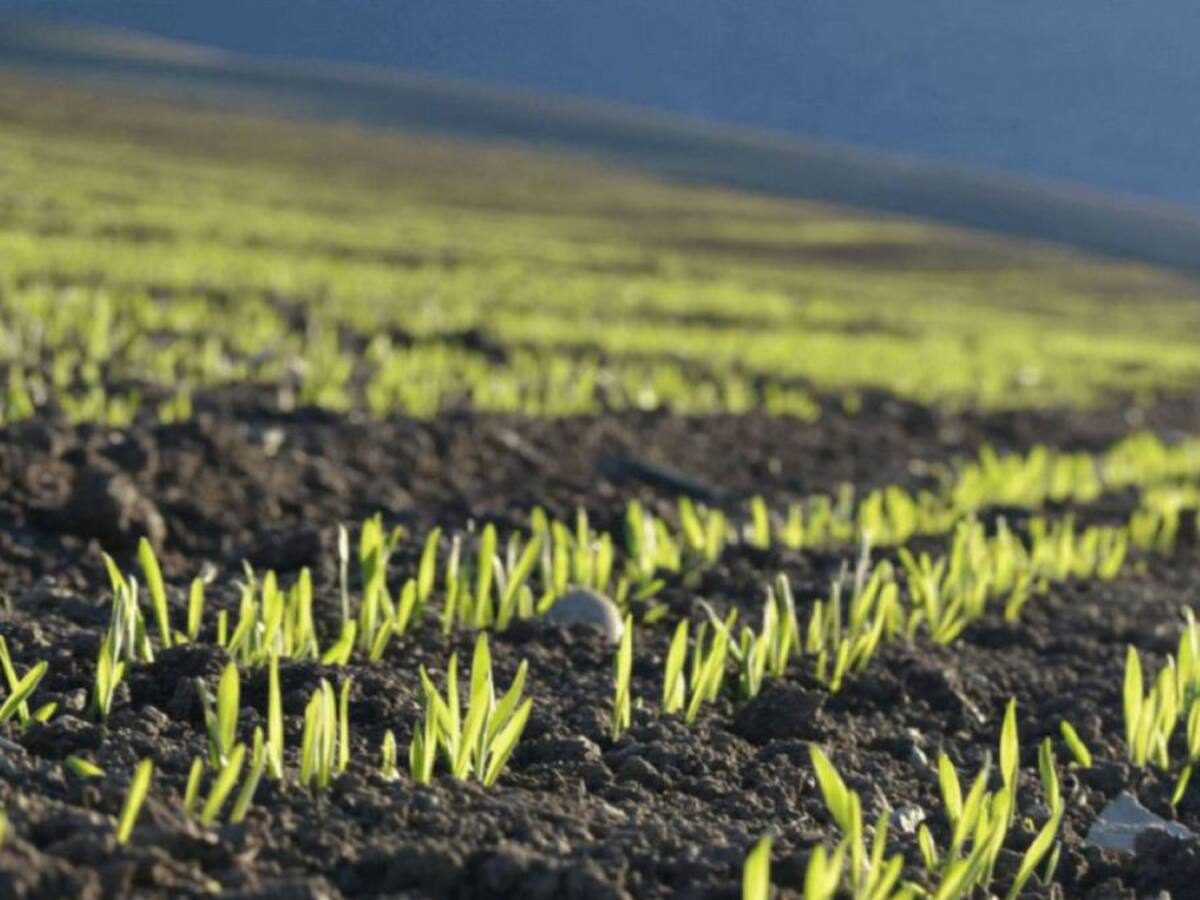 ¿Cómo ha afectado a los cultivos el pasado mes de enero?