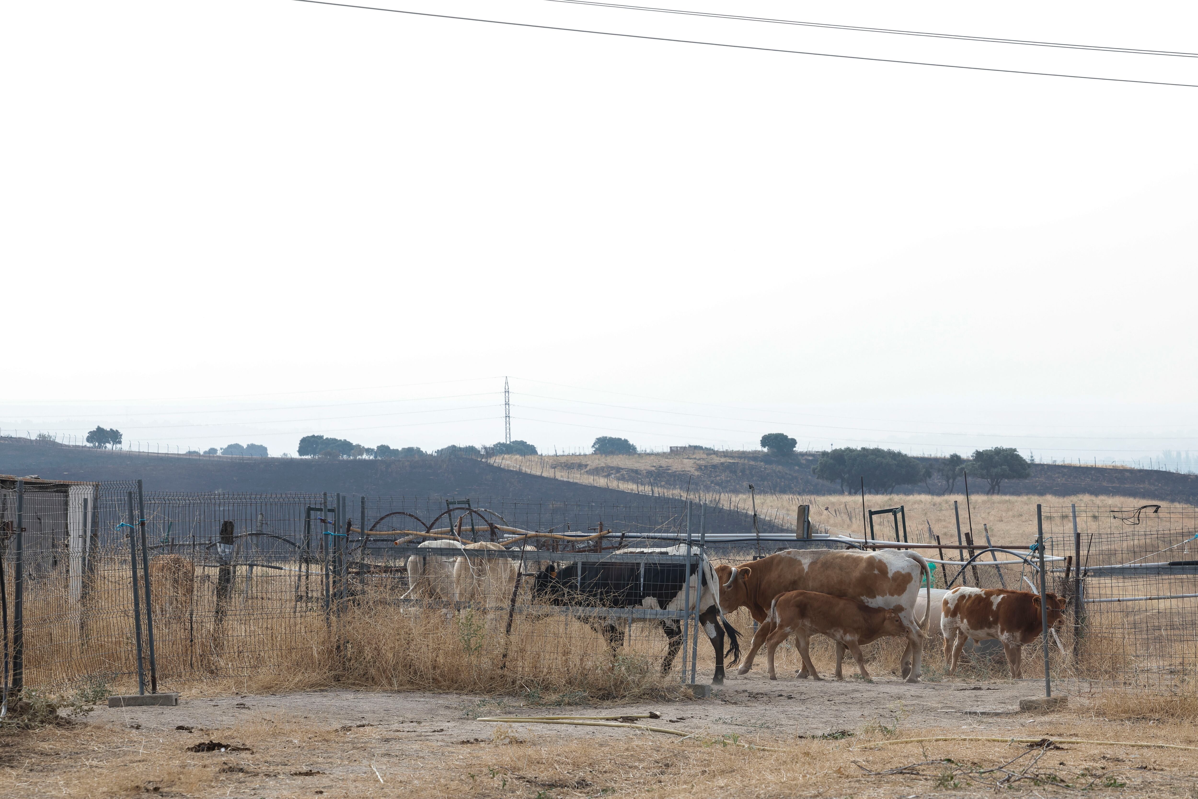 Ganado a salvo muy cerca de terreno calcinado por el incendio en Tres Cantos