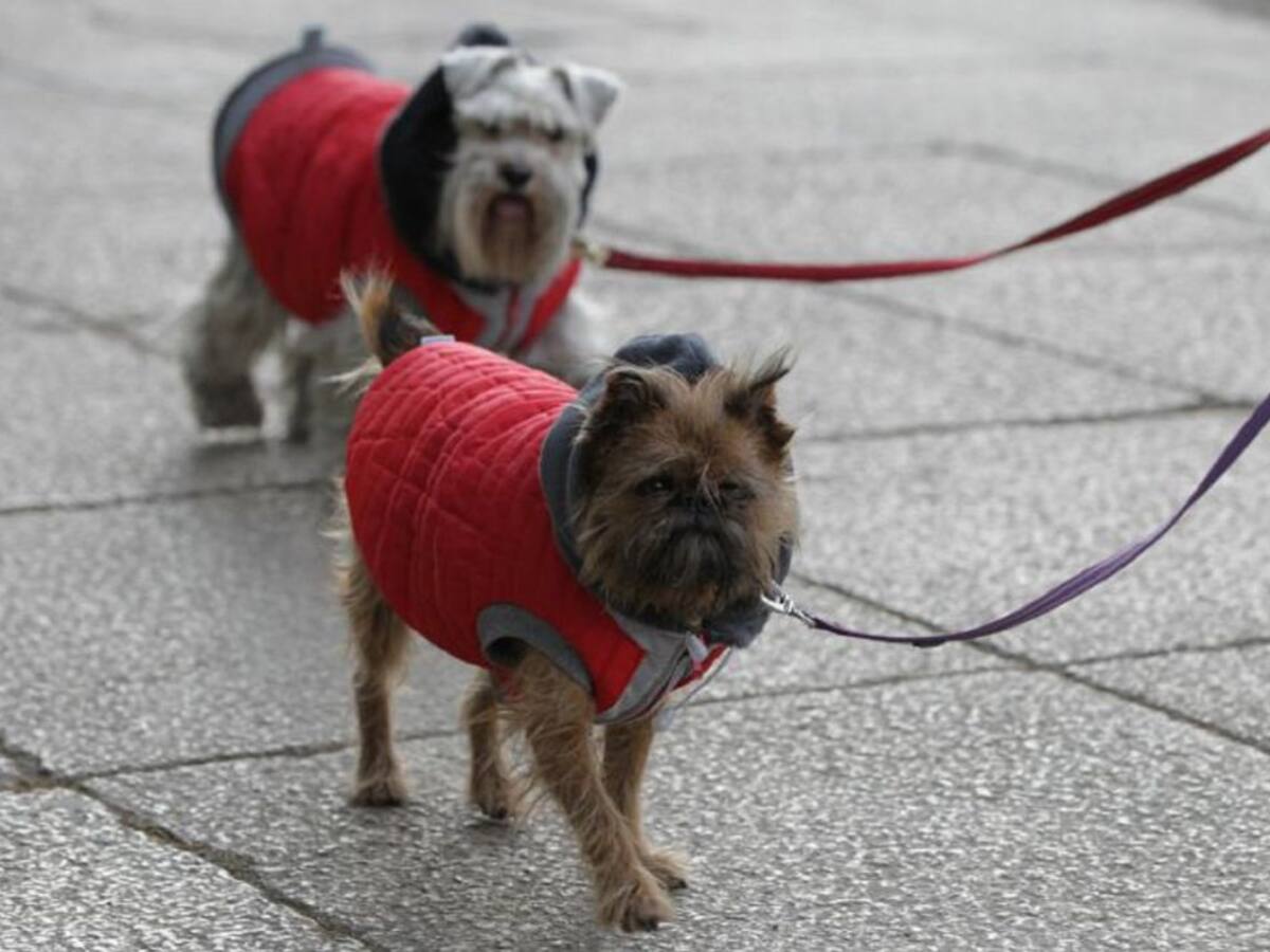 Una ordenanza un poco engorrosa