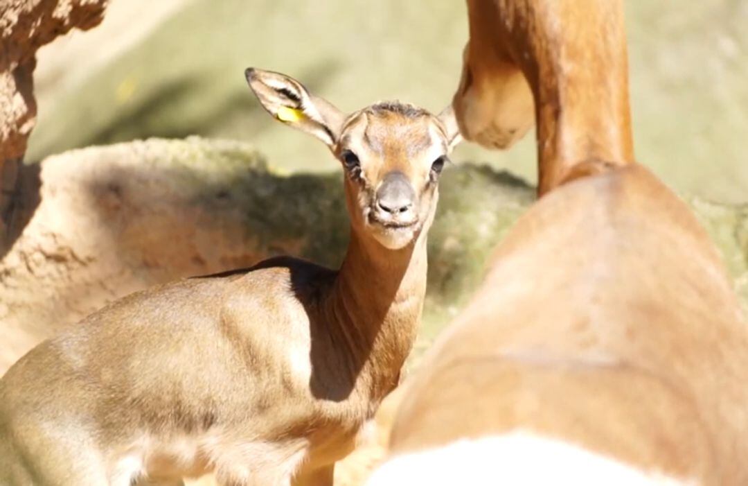 Nace en BIOPARC Valencia la segunda cría de gacela Mhorr durante el estado de alarma