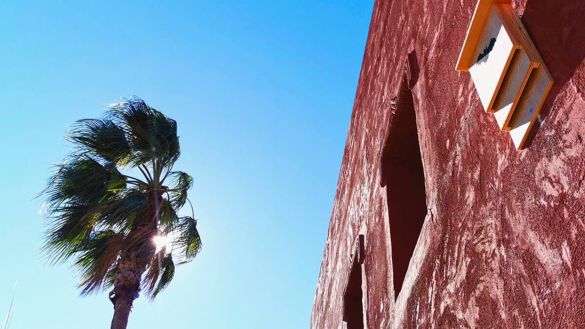 Espacio de Ecología: Cajas-refugio para conservar los murciélagos