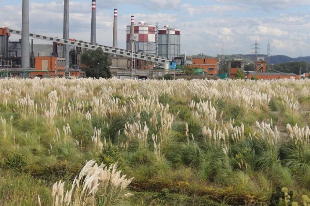 Plumero de la pampa en la zona oeste de Gijón.