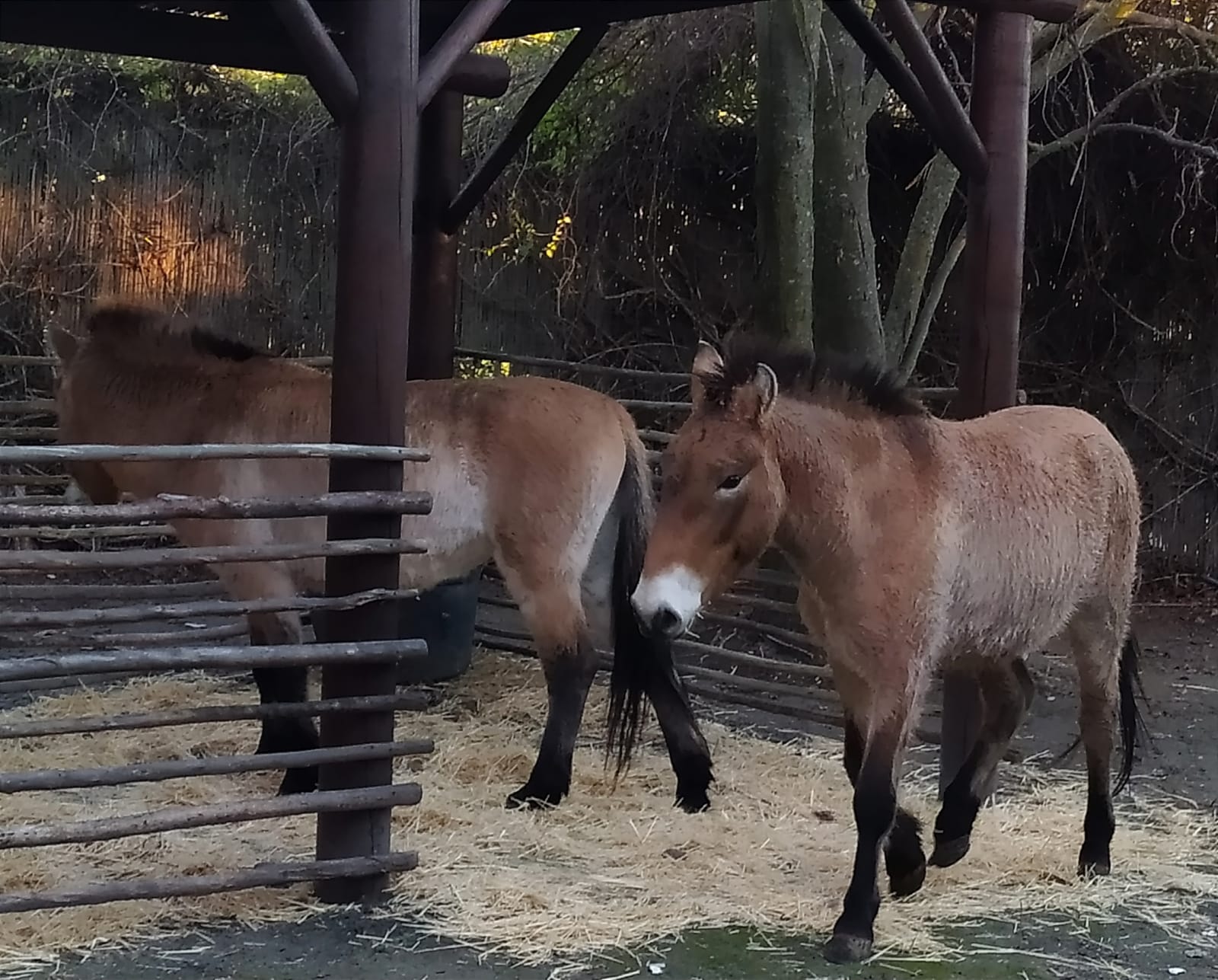 Imagen de la pareja de caballos Przewalski que ha llegado a Arqueopinto