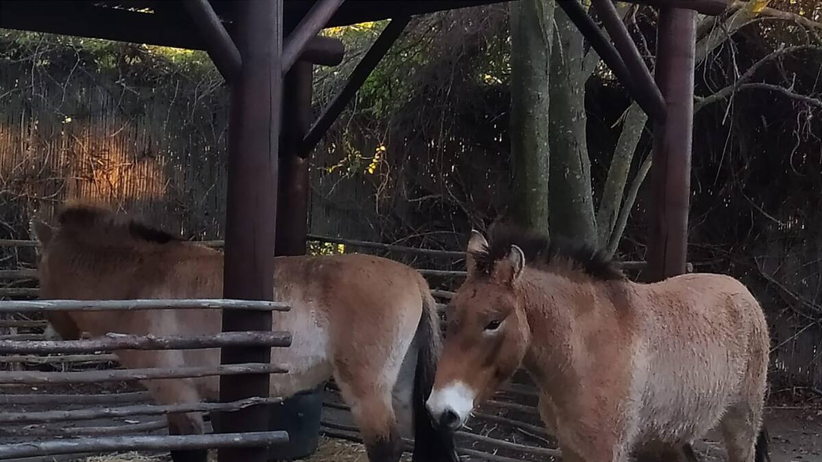 Arqueopinto incorpora una pareja de caballos Przewalski, muy parecidos a los que aparecen en el arte rupestre