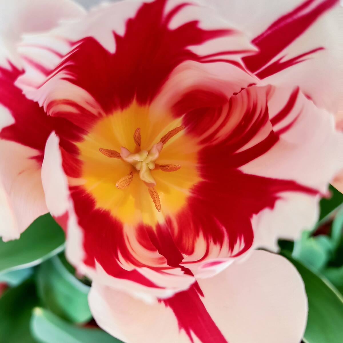 Los vecinos de la Sierra Norte de Madrid competirán por tener las mejores flores y plantas