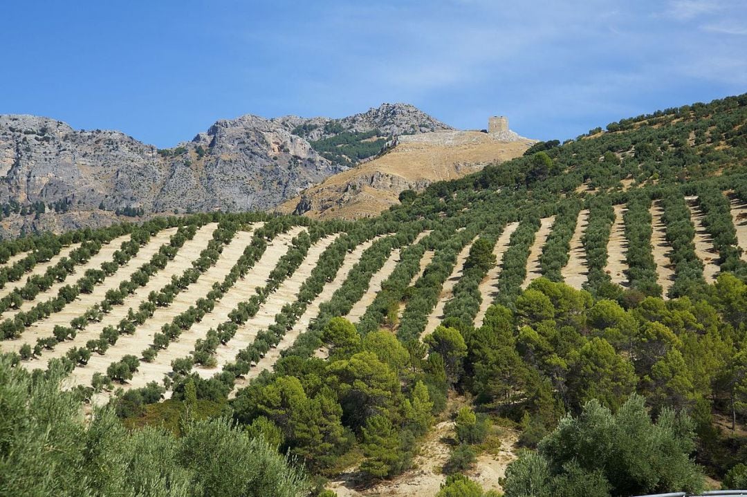 Olivares de la provincia de Jaén.