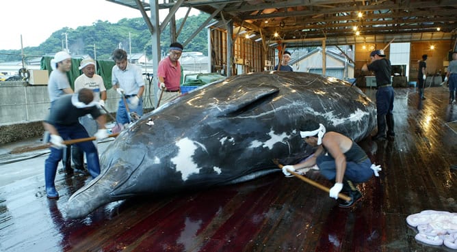 Por 12 votos a 4, la Corte Internacional de Justicia de La Haya ha ordenado a Japón que &quot;revoque&quot; los permisos de caza de ballenas porque no son con &quot;fines científicos&quot;