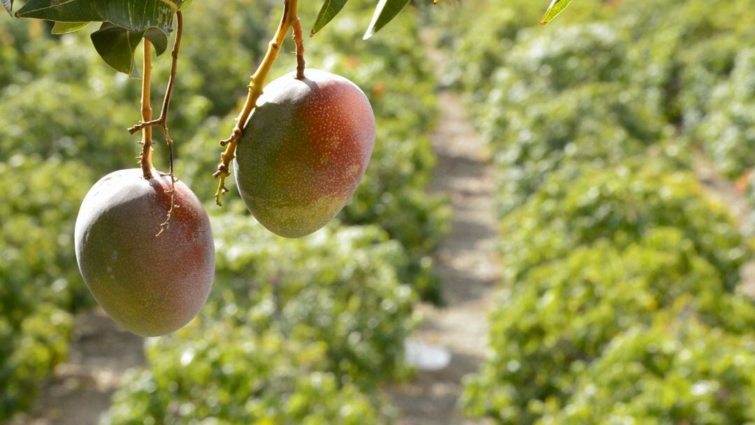 Plantación de mangos